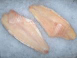 Pangasius halfil